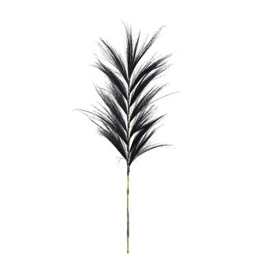 Droogbloemen Pluim gras - zwart - 118 cm product