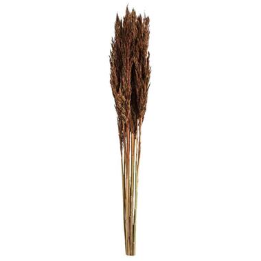 Droogbloemen pluim - bruin - 70 cm - Leen Bakker