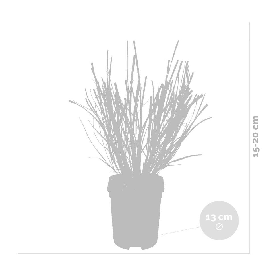 Pennisetum 'Hameln' - Lampepoetsersgras 2x -Pot 13 cm - Hoogte 30 cm