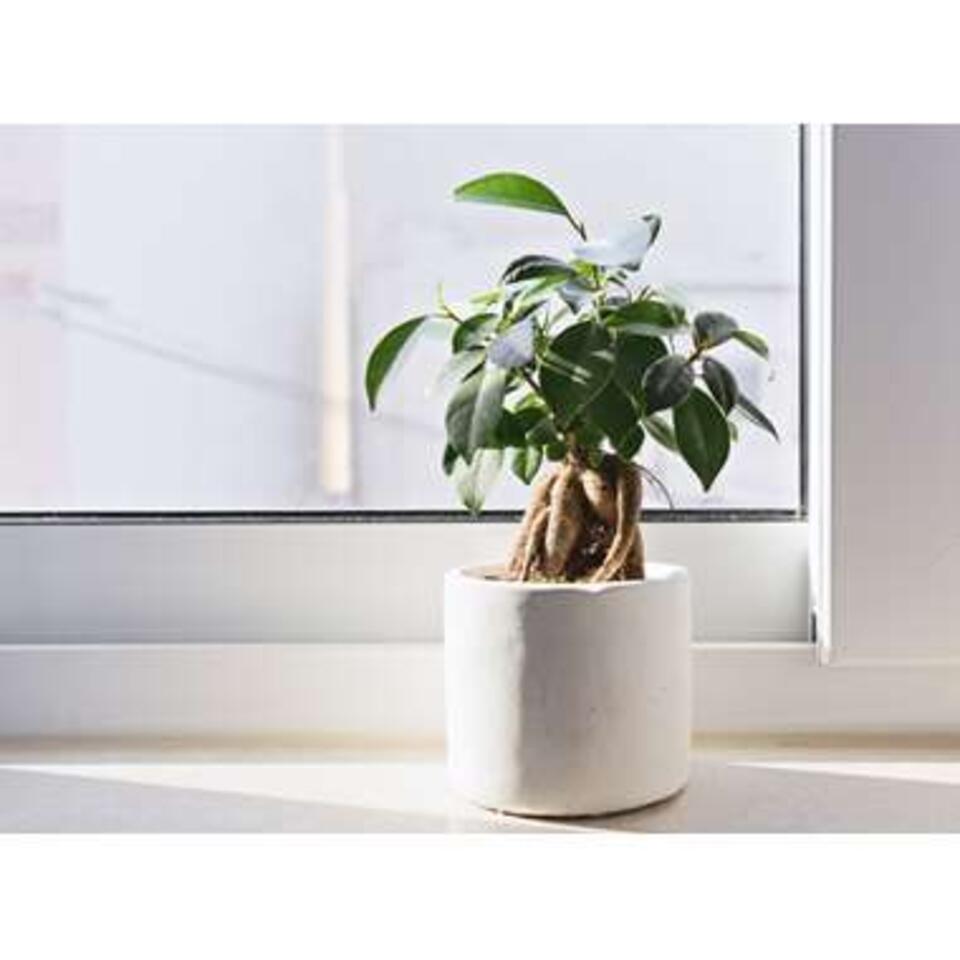 Bonsai boompje Ficus Ginseng S-vorm 2 stuks -pot 21 cm -Hoogte 70 cm