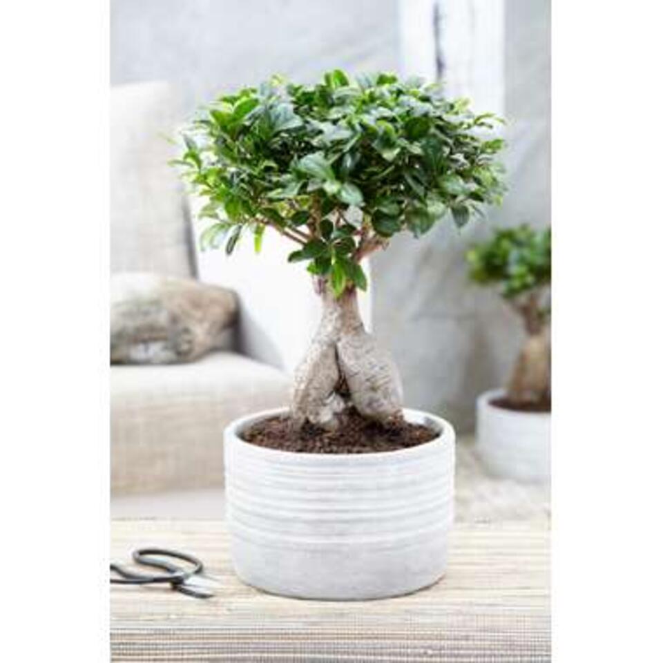 Bonsai boompje Ficus Ginseng S-vorm 2 stuks -pot 21 cm -Hoogte 70 cm