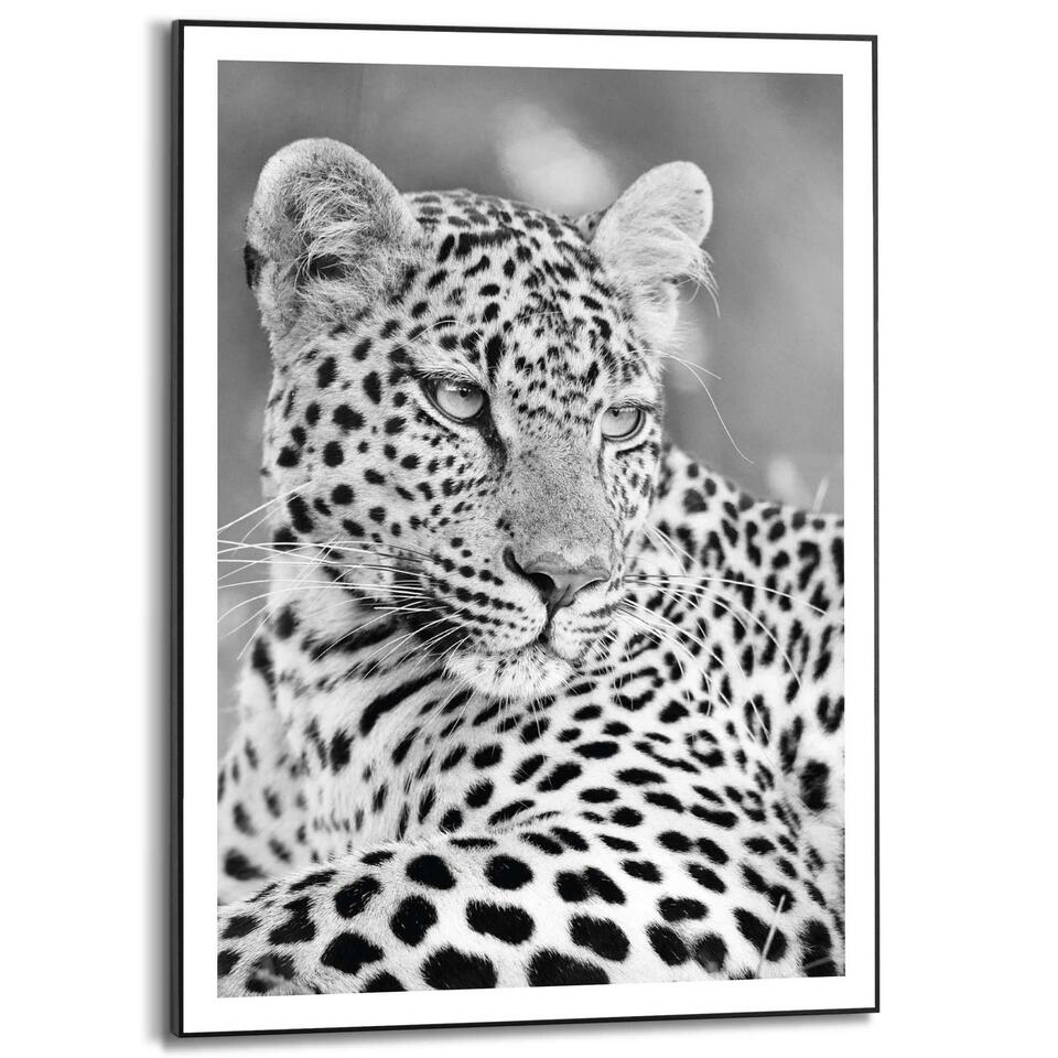 Poster met lijst Luipaard - Zwart-Wit - 70 x | Leen Bakker