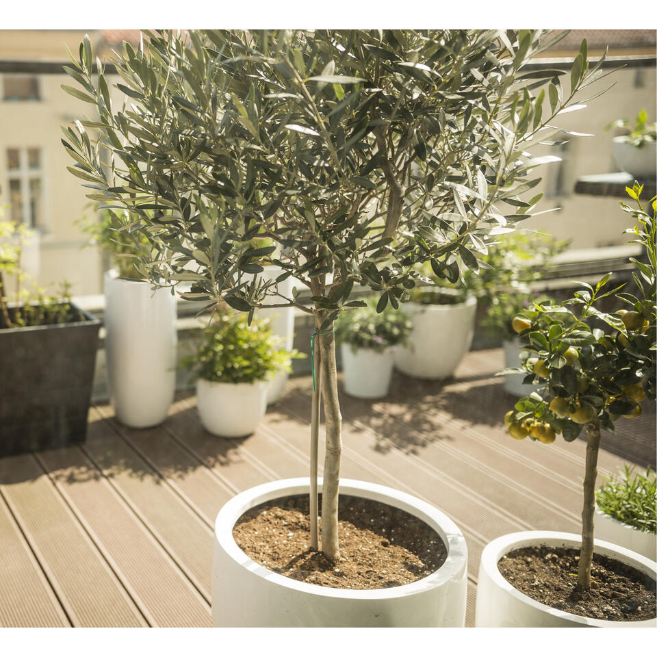 2x Olea europaea - Olijfboom op stam - ⌀14 cm - ↕40-50 cm