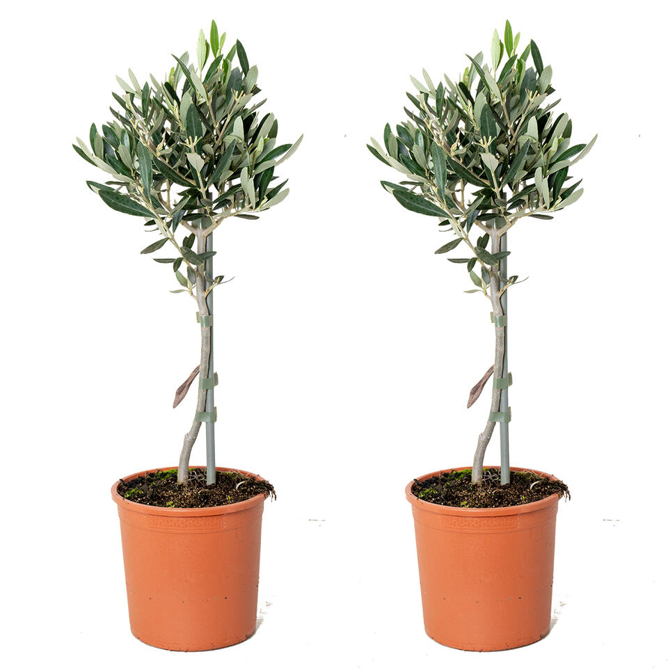 2x Olea europaea - Olijfboom op stam - ⌀14 cm - ↕40-50 cm