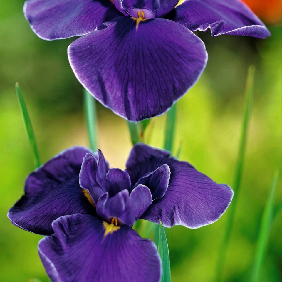 Iris - Kaempferi - ⌀9 - ↕20-30