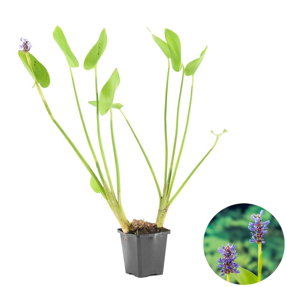 Snoekkruid Pontederia Cordata - Vijverplant in Pot 9 cm - Hoogte15 cm product
