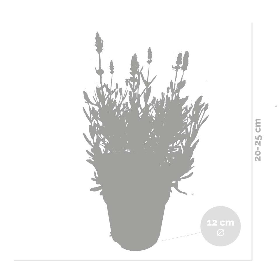 3x Lavandula angustifolia &apos;Ardèche&apos; - Lavendel - ⌀12 cm - ↕20-25 cm