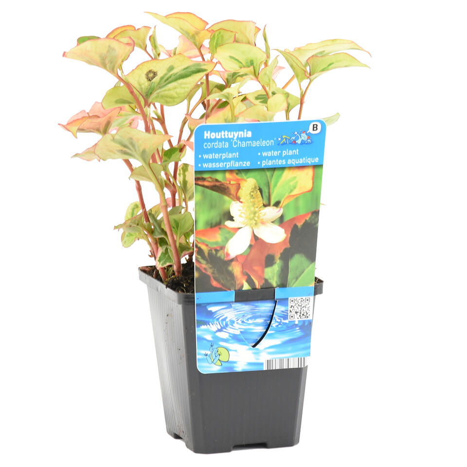 Houttuynia 'Chameleon' - vijverplant - potmaat 9 cm - hoogte 10-20 cm product