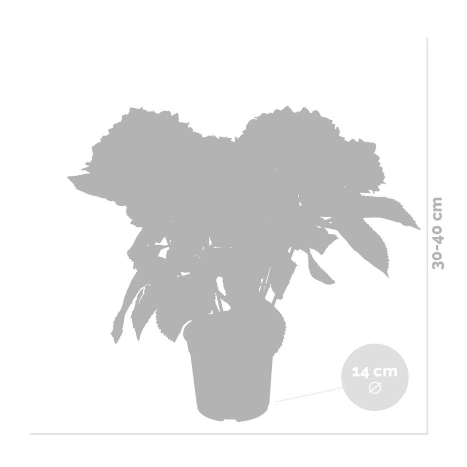 3x Hydrangea macrophylla &apos;Schneeball&apos; – Hortensia – ⌀14 cm - ↕30-40 cm
