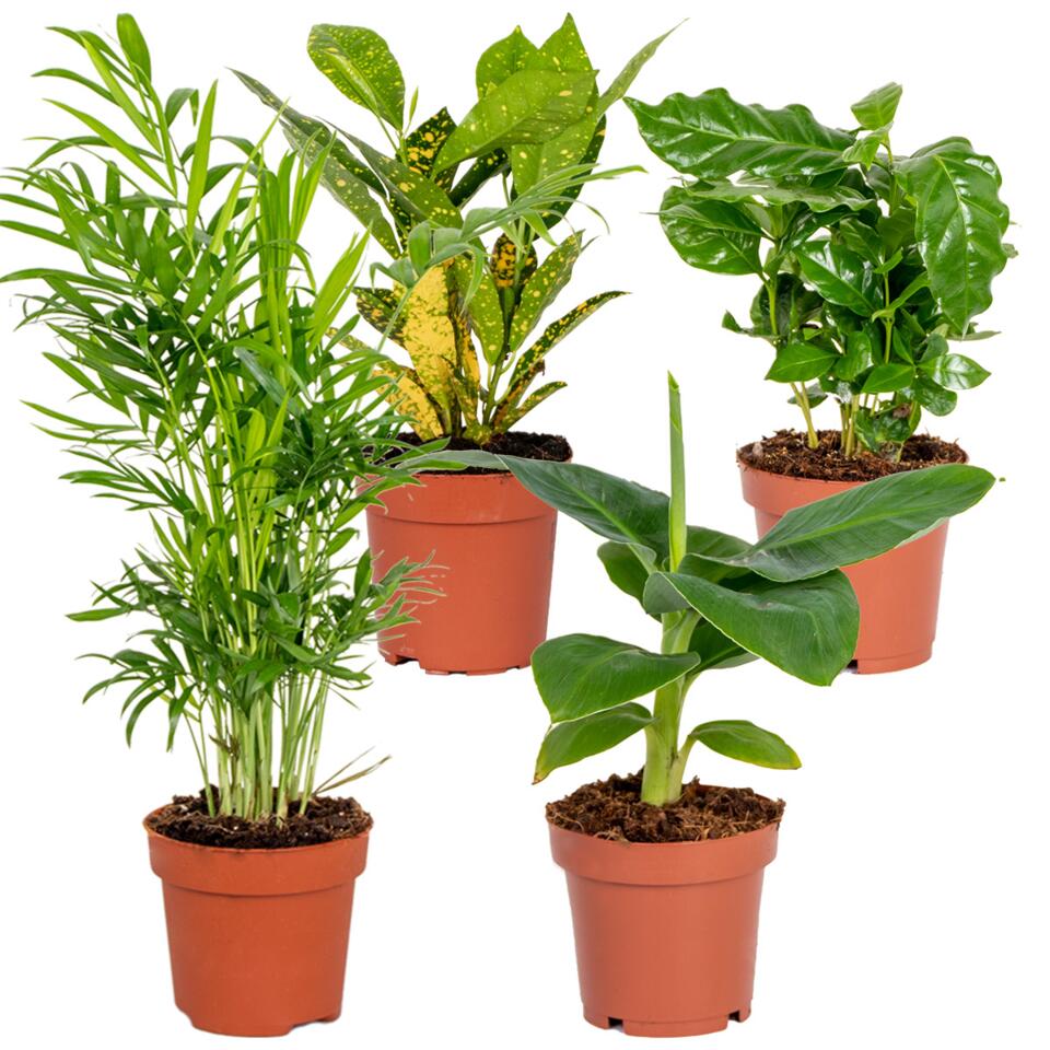 4x Tropische kamerplanten mix – Luchtzuiverend – ⌀12 cm - ↕ 25-40 cm product