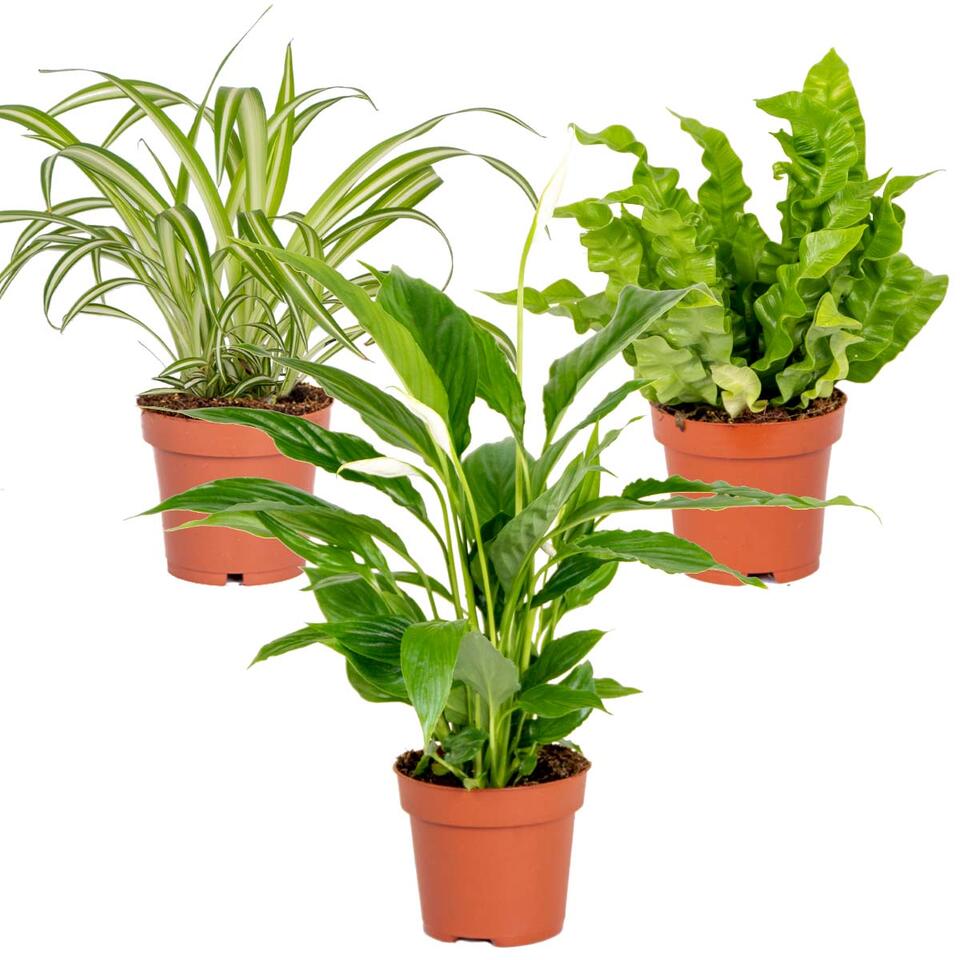 3x Badkamerplanten Mix – ⌀12 cm - ↕ 25-45 cm product