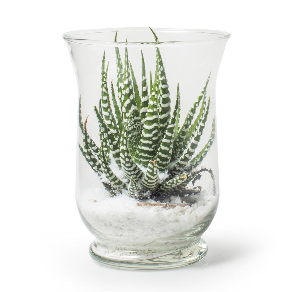Transparante windlicht vaas/vazen van glas 11 x 15 cm