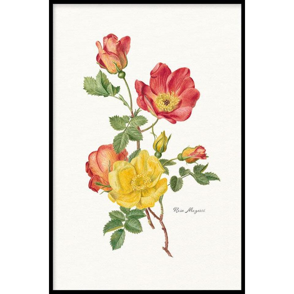 Walljar - Rosa Moyesii - Poster met lijst / 30 x 45 cm | Leen Bakker