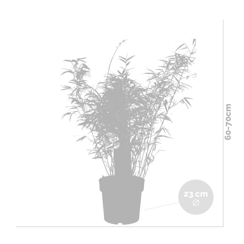 Fargesia rufa – Bamboe – ⌀23 cm - ↕60-70 cm