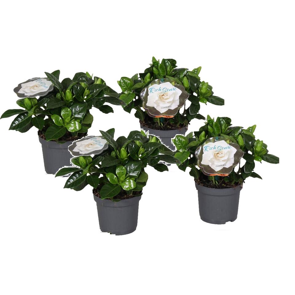 Set van 4 Gardenia Jasminoďdes - Jasmijn kamerplant - Pot 13cm - Hoogte 25-40cm