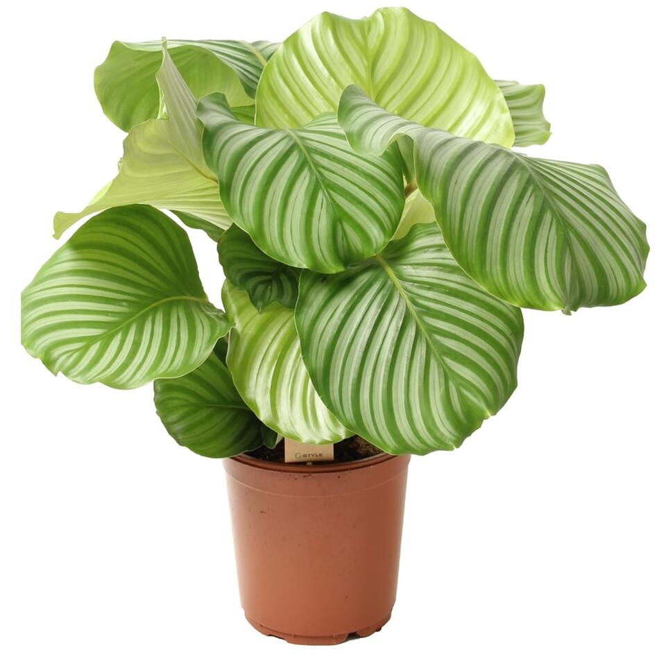 Calathea Orbifolia - Kamerplant - Pauwenplant - Pot 21cm - Hoogte 55-60cm