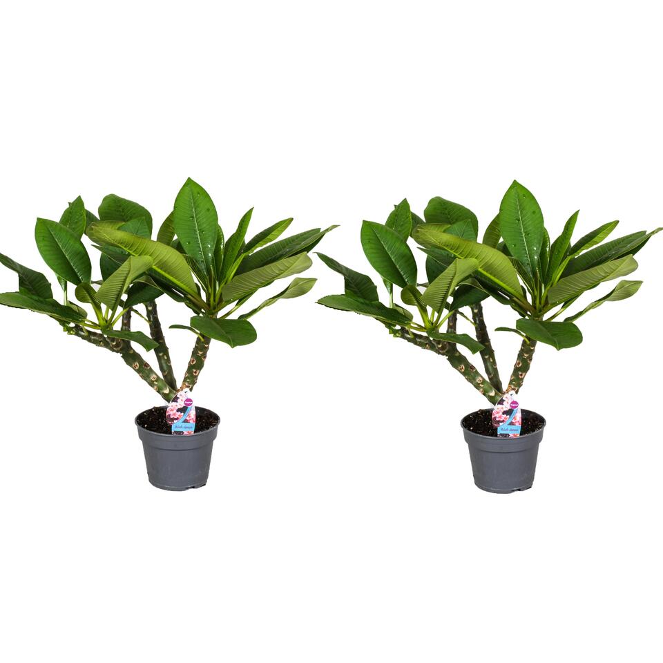 Plumeria Frangipani - Set van 2 Plumeria Hawaii - Pot 17cm - Hoogte 40-50cm