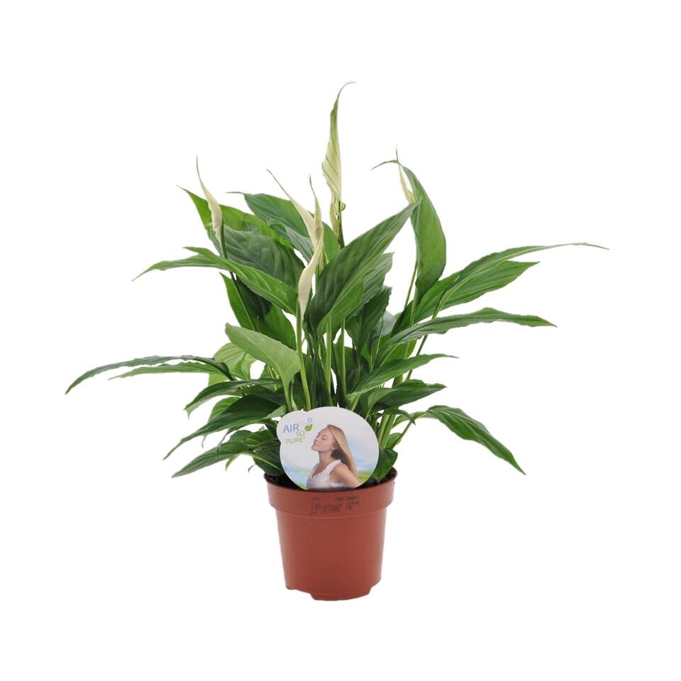 Desillusie Emotie bak Spathiphyllum 'Lepelplant' - Luchtzuiverend - Pot 12cm - Hoogte 30-40cm |  Leen Bakker