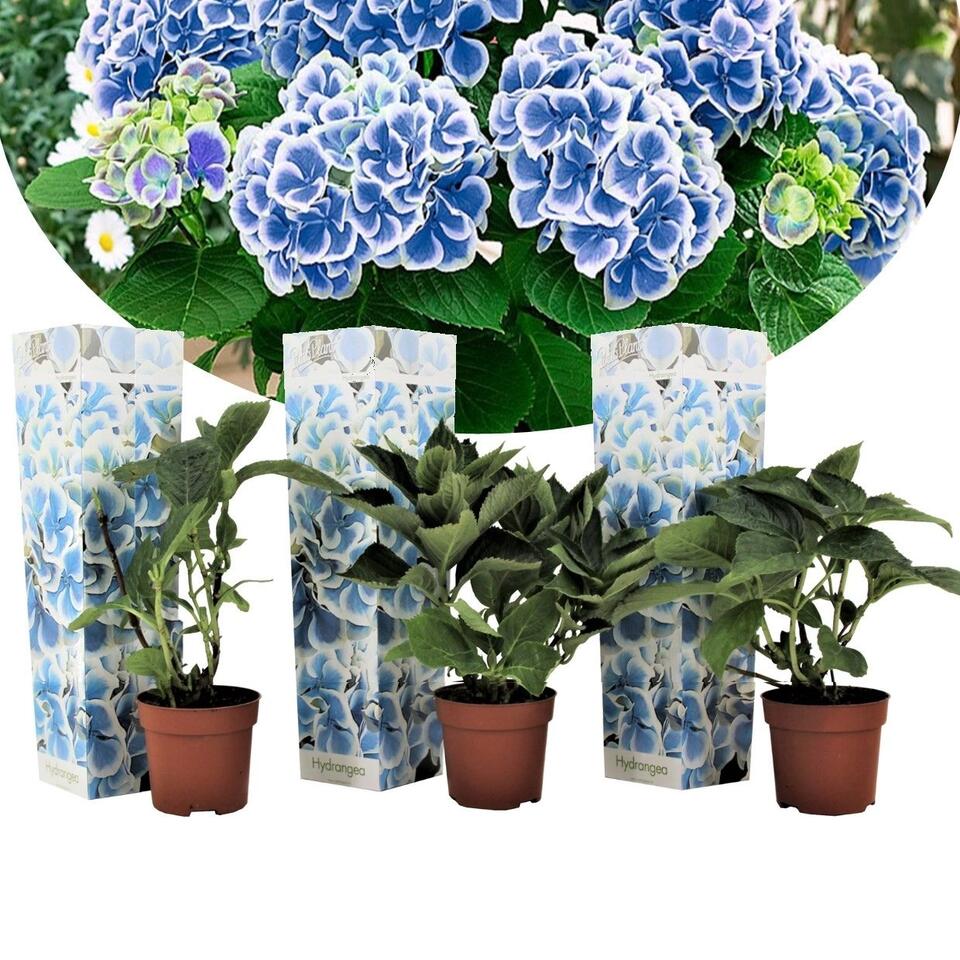 Hydrangea bicolor 'Bavaria' Blue - Set van 3 - Pot 9cm - Hoogte 25-40cm product