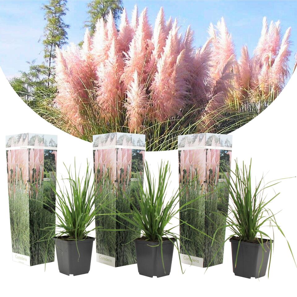 Set van 3 roze Pampas grassen - Cortaderia Selloana - Pot 9cm - Hoogte 25-40cm product