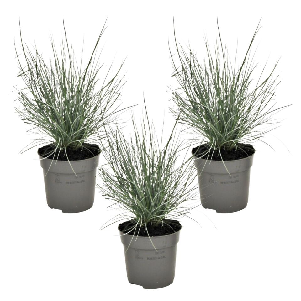 Festuca glauca - Set van 3 Festuca - tuinplant - Pot 9cm - Hoogte 10-15 cm product