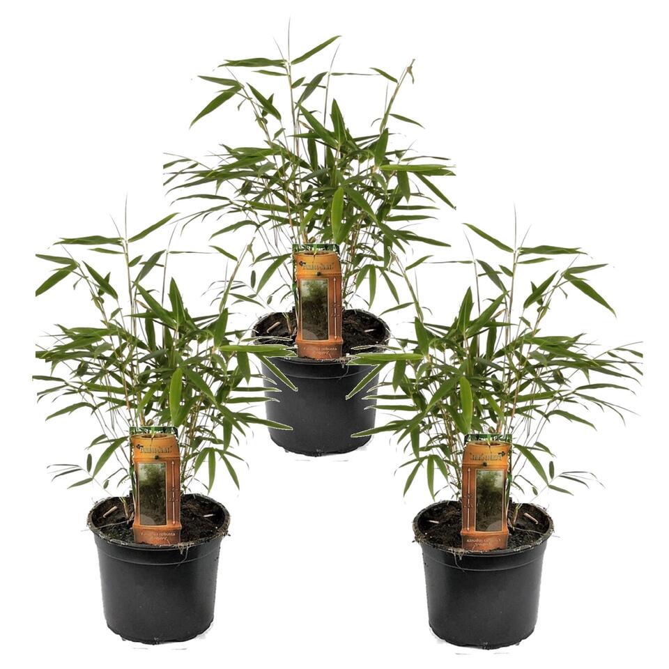 Fargesia Asian - Set van 3 - Niet woekerende Bamboe - Pot 13cm - Hoogte 25-40cm product