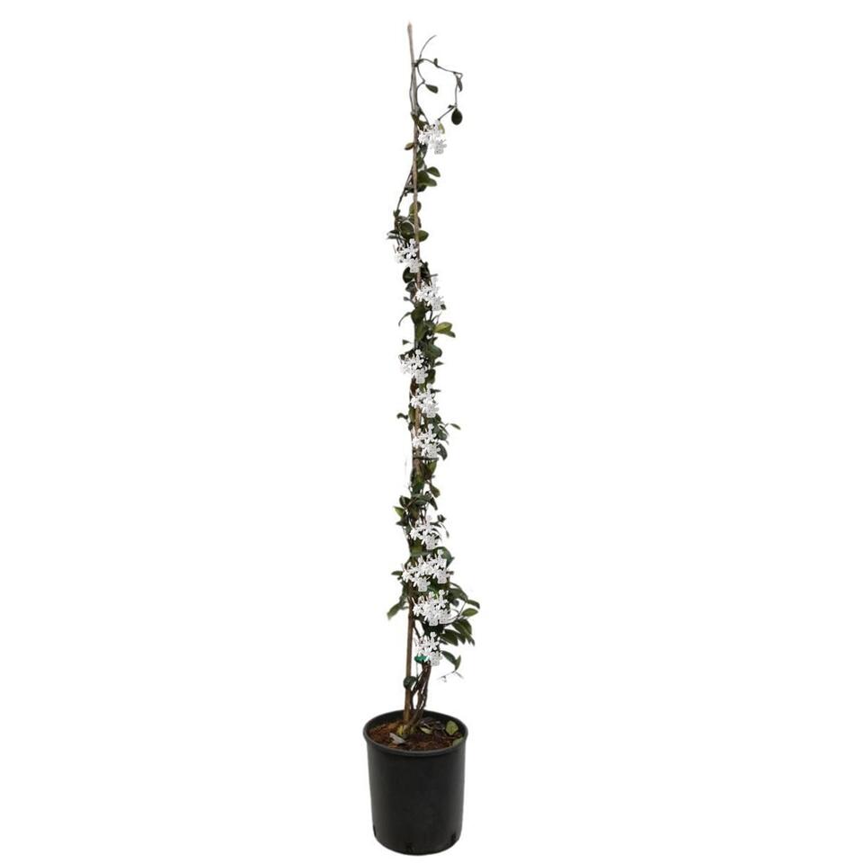 Maakte zich klaar Bont Zwart Jasmijn XL - Klimplant - Pot 17cm - Hoogte 110-120cm | Leen Bakker