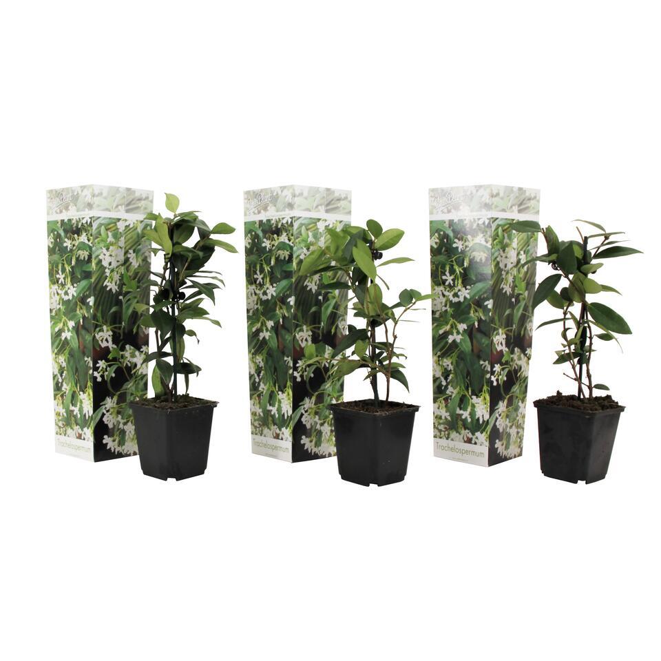 Pilfer te veel Doodskaak Toscaanse Jasmijn - Set van 3 - Tuinplanten - Wit - Pot 9cm - Hoogte  25-40cm | Leen Bakker