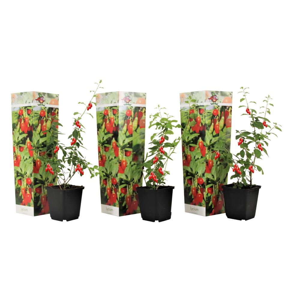 Set van 3 Lycium Barbarum - Goji Planten - Pot 9cm - Hoogte 25-40cm product