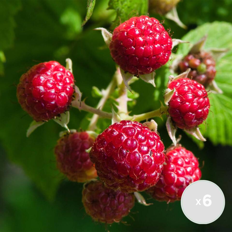3x Rubus BonBonBerry Yummy – Framboos – ⌀12 cm - ↕20-25 cm