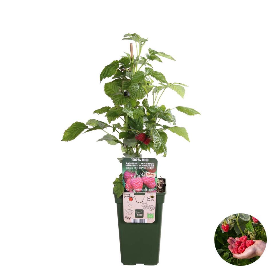 Rubus Suguna Red – Framboos – Pot 19 CM - Hoogte 45-55 CM product