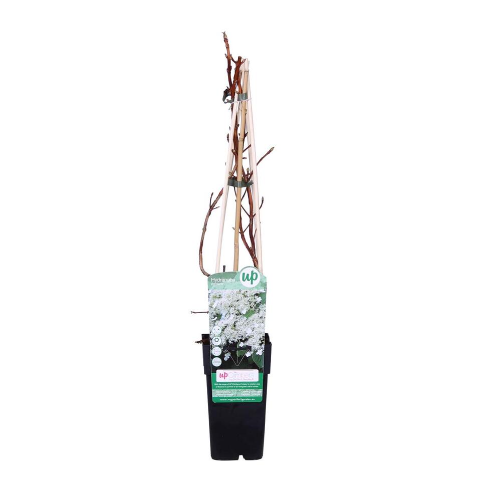 Hydrangea Petiolaris – Klimhortensia – Klimplant – ⌀15 cm - ↕60-70 cm