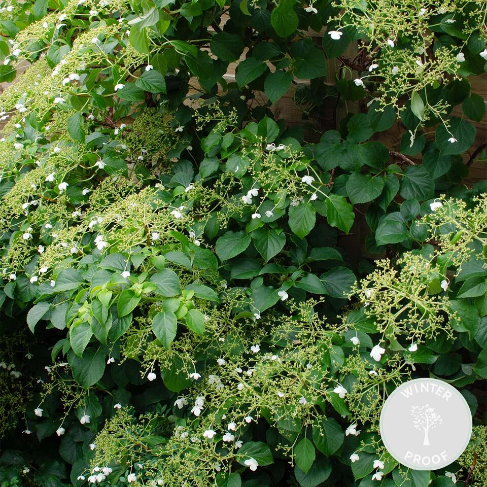 Hydrangea Petiolaris – Klimhortensia – Klimplant – ⌀15 cm - ↕60-70 cm