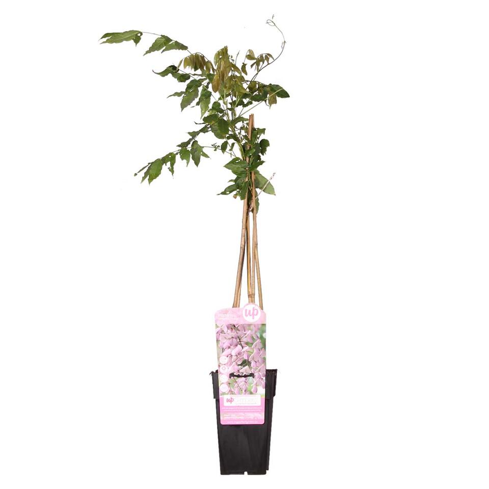 Wisteria floribunda Rosea – Roze Regen – Pot 15 CM - Hoogte 60-70 CM product