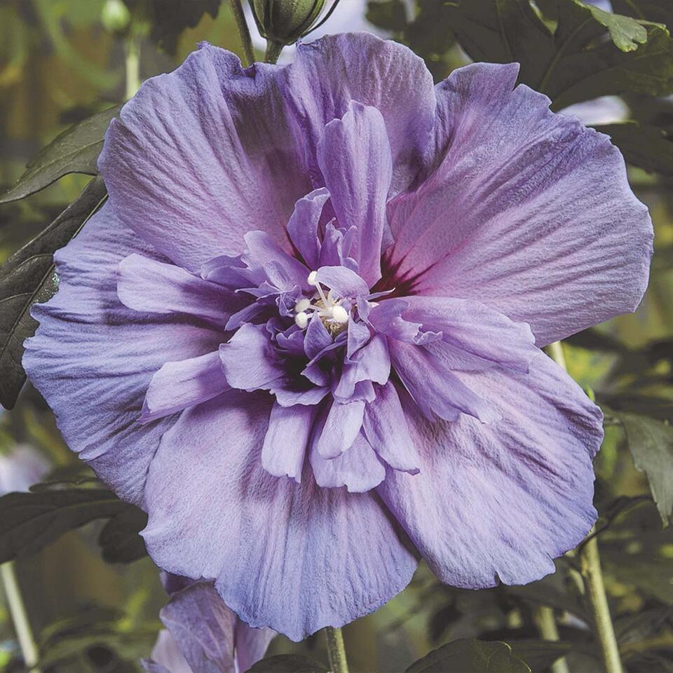 6x Hibiscus Blue Chiffon – Altheastruik – ⌀9 cm - ↕20-25 cm