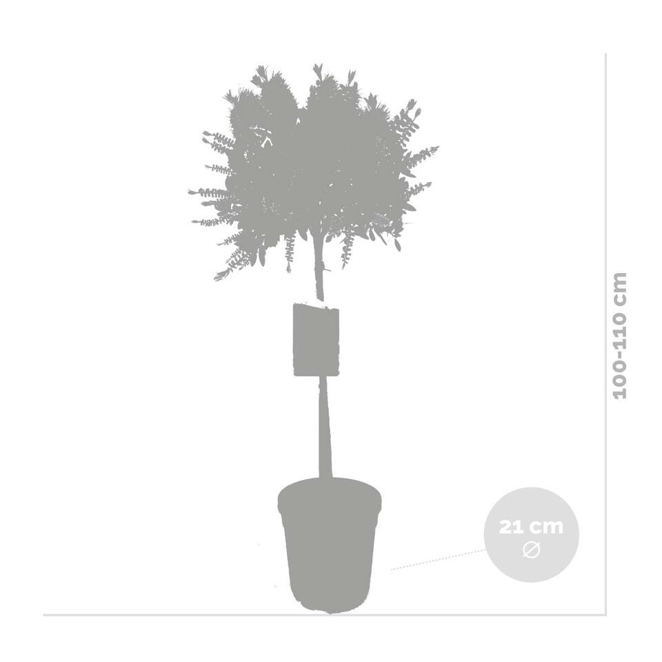 Callistemon Splendens op Stam - ⌀21 cm - ↕100-110 cm