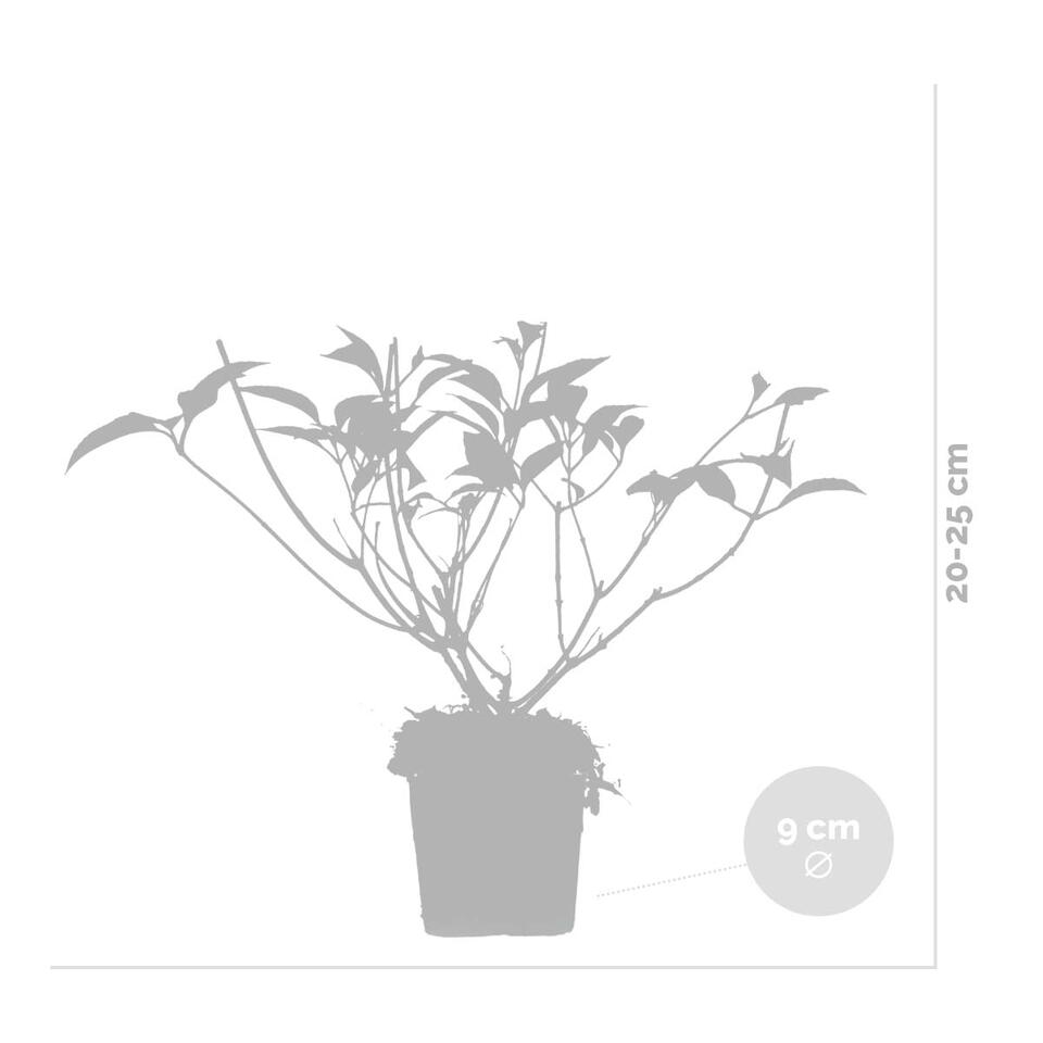 Hydrangea Vanille-Fraise – Pluimhortensia –⌀9 cm - ↕20-25 cm