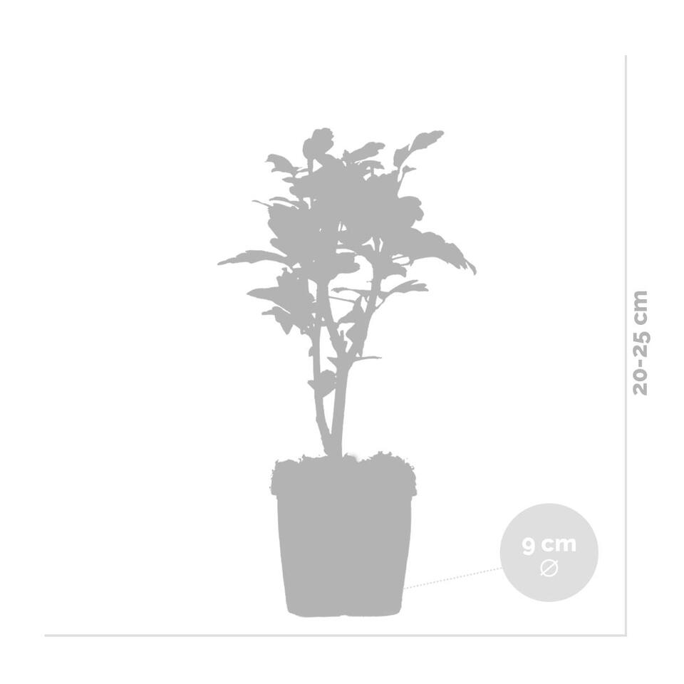 3x Hibiscus Blue Chiffon – Altheastruik – ⌀9 cm - ↕20-25 cm