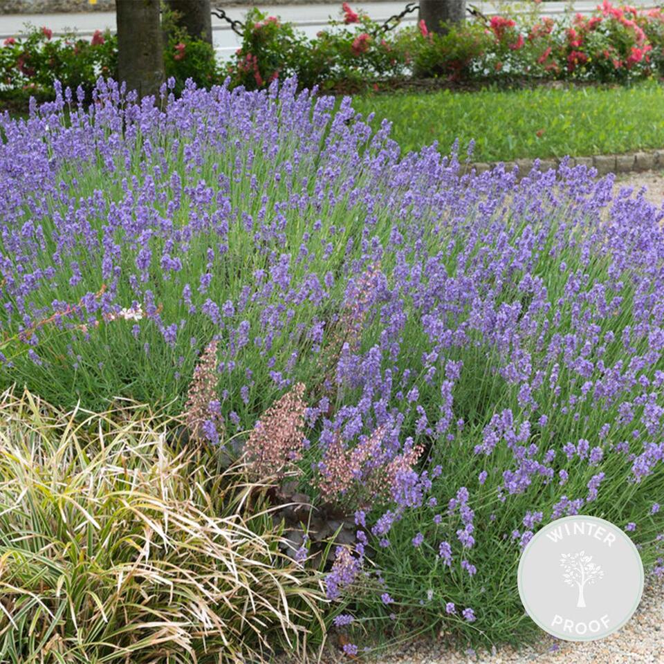 Lavandula angustifolia Hidcote - Lavendel - ⌀9 cm - ↕10-15 cm