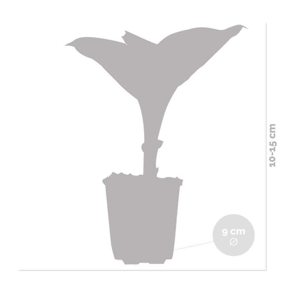 6x Hosta Sieboldiana Elegans - Hartlelie - ⌀9 cm - ↕10-15 cm