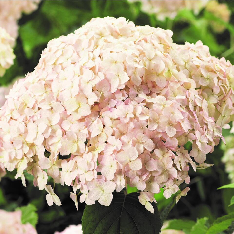 6x Hydrangea Candybelle® Marshmallow - Hortensia - ⌀9 cm - ↕25-35 cm