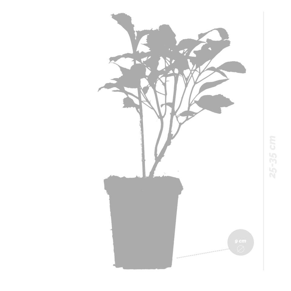 6x Hydrangea Candybelle® Marshmallow - Hortensia - ⌀9 cm - ↕25-35 cm