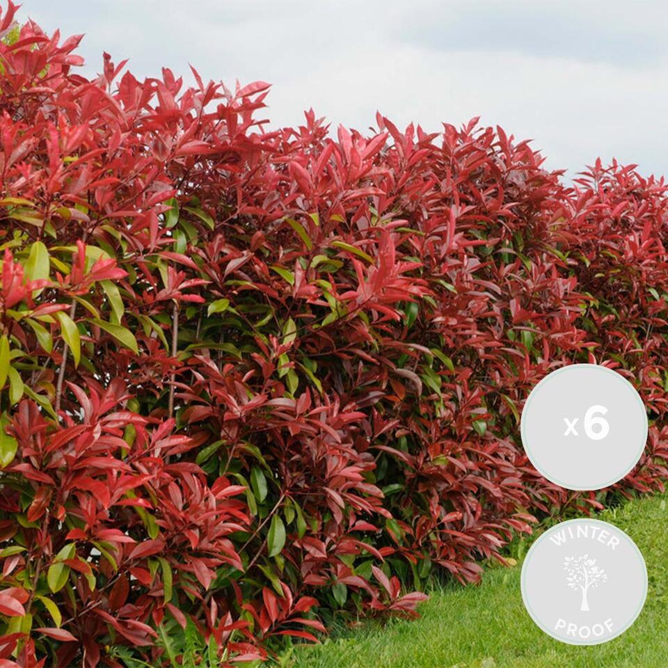6x Photinia Fraseri Red Robin - Glansmispel - ⌀9 cm - ↕25-35 cm