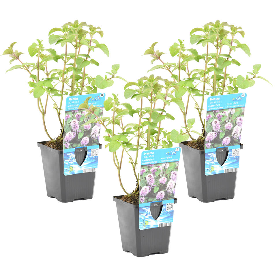3x Watermunt - Mentha Aquatica - Vijverplant - ⌀ 9 cm - ↕ 10-20 cm product