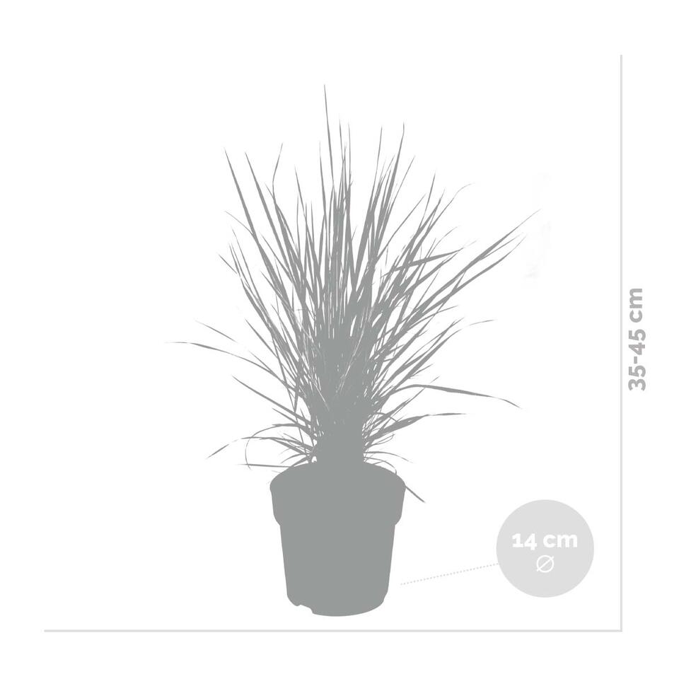 3x Calamagrostis Overdam – Pluimstruisriet – ⌀14 cm – ↕35-45 cm