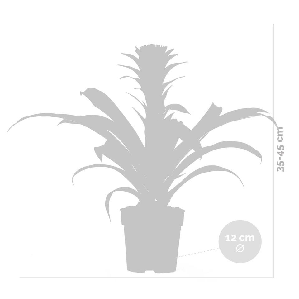 Guzmania Hope – Kokerplant – ⌀12 cm – ↕35-45 cm