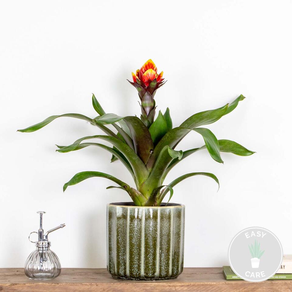 Guzmania Crown – Kokerplant – ⌀12 cm – ↕40-50 cm