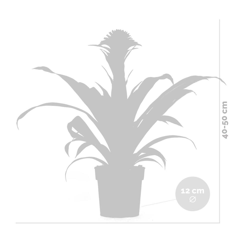 Guzmania Fransesca – Kokerplant – ⌀12 cm – ↕40-50 cm