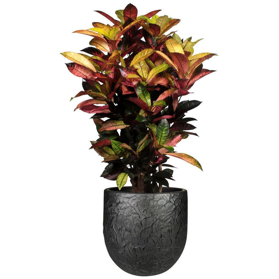 Steege Plantenpot - antiek look - zwart - 35 x 32 cm