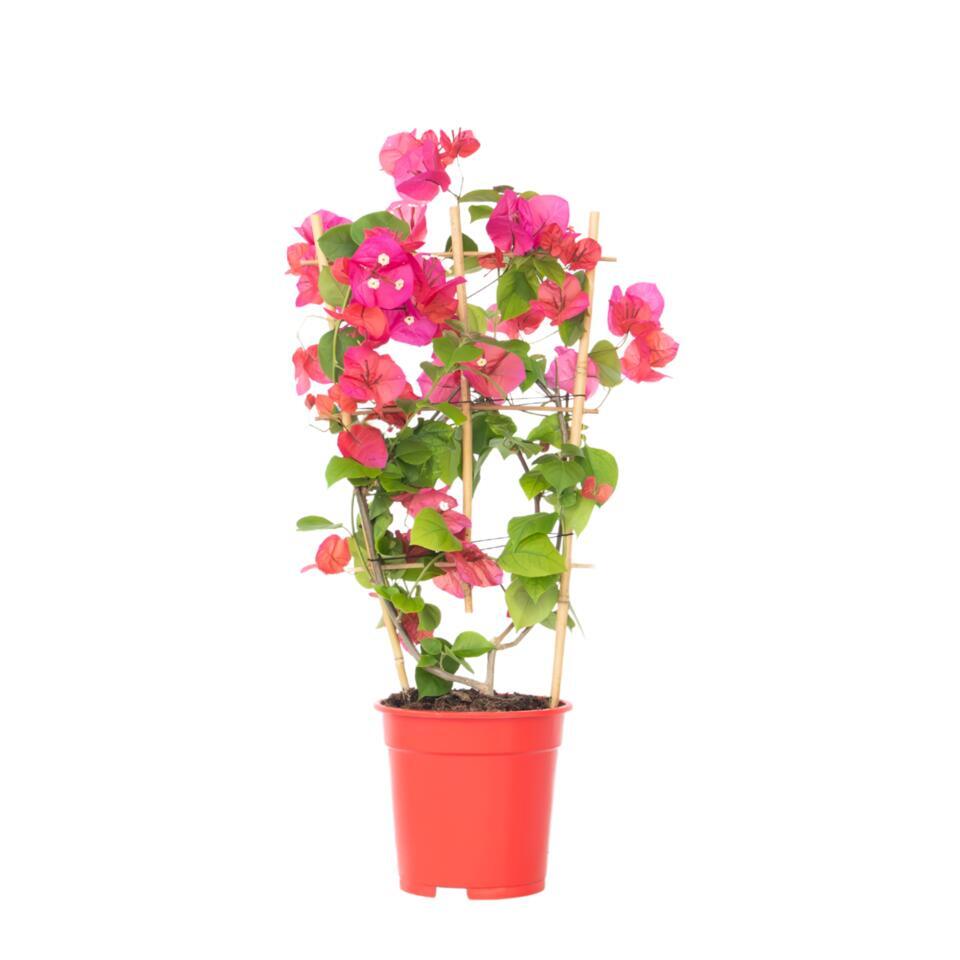 Vind bougainvillea plant op - april 2026 Vind bougainvillea plant op - april 2026